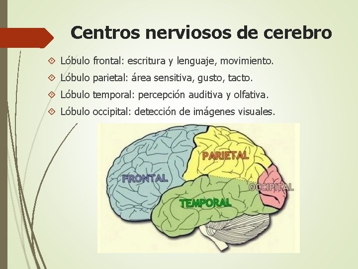 Centros nerviosos de cerebro Lóbulo frontal: escritura y lenguaje, movimiento. Lóbulo parietal: área sensitiva,