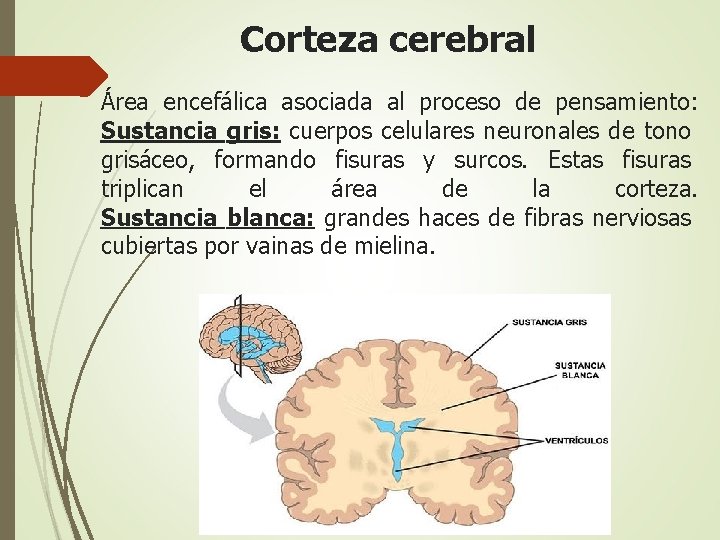 Corteza cerebral Área encefálica asociada al proceso de pensamiento: Sustancia gris: cuerpos celulares neuronales