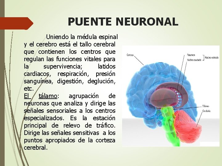 PUENTE NEURONAL Uniendo la médula espinal y el cerebro está el tallo cerebral que