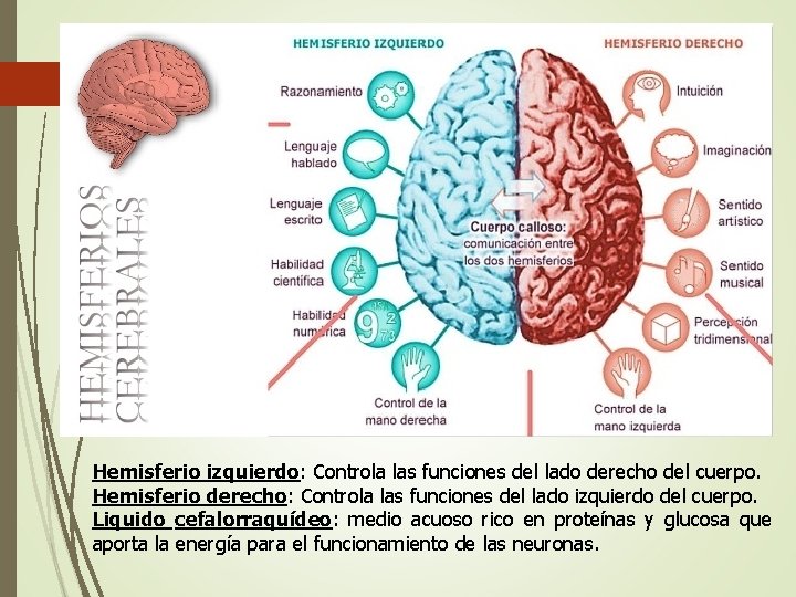 Hemisferio izquierdo: Controla las funciones del lado derecho del cuerpo. Hemisferio derecho: Controla las