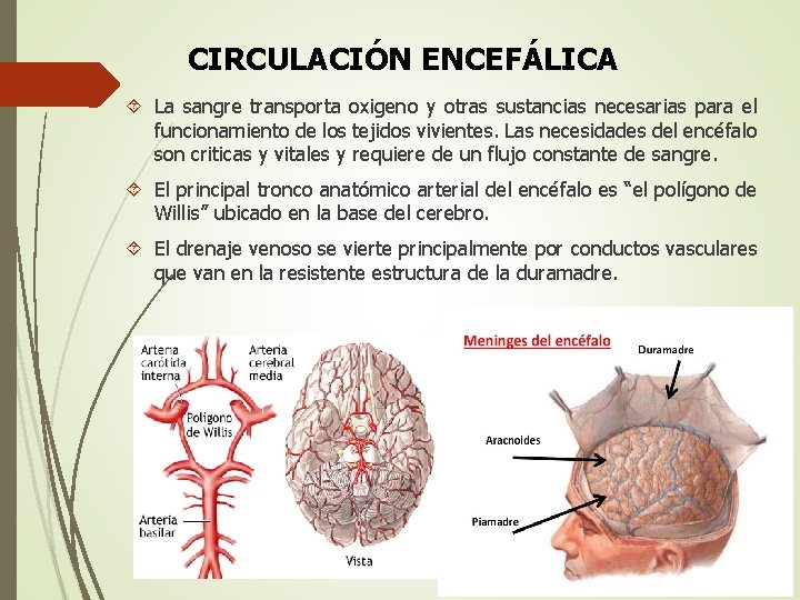 CIRCULACIÓN ENCEFÁLICA La sangre transporta oxigeno y otras sustancias necesarias para el funcionamiento de