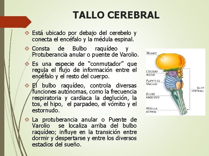 TALLO CEREBRAL Está ubicado por debajo del cerebelo y conecta el encéfalo y la