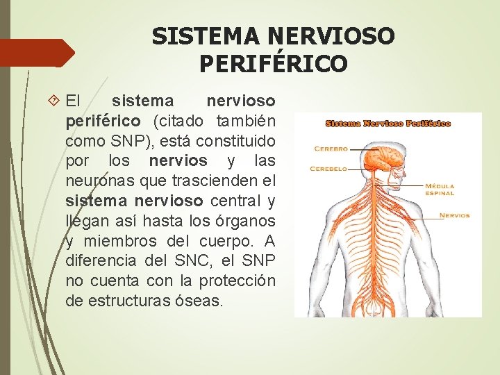 SISTEMA NERVIOSO PERIFÉRICO El sistema nervioso periférico (citado también como SNP), está constituido por