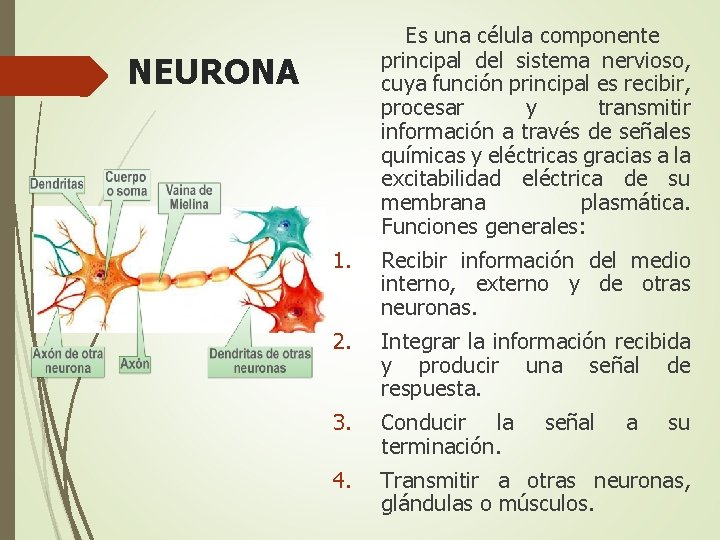Es una célula componente principal del sistema nervioso, cuya función principal es recibir, procesar