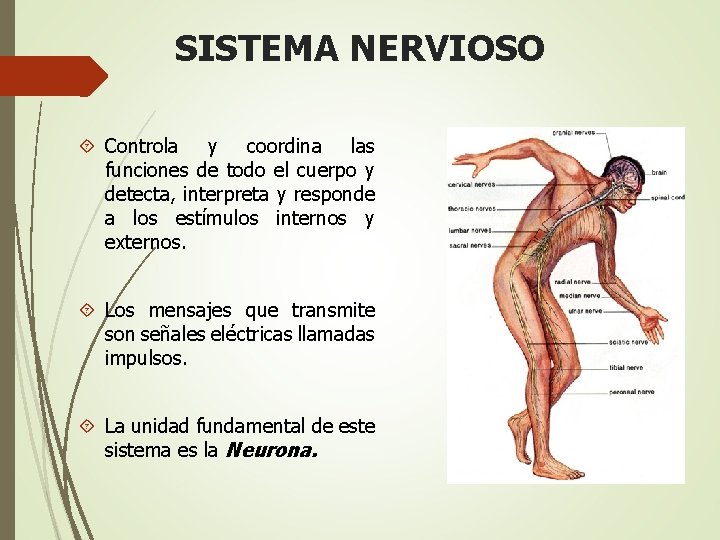 SISTEMA NERVIOSO Controla y coordina las funciones de todo el cuerpo y detecta, interpreta