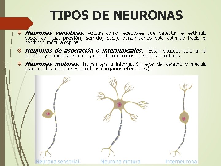 TIPOS DE NEURONAS Neuronas sensitivas. Actúan como receptores que detectan el estímulo específico (luz,