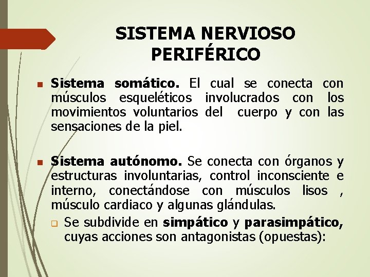 SISTEMA NERVIOSO PERIFÉRICO n n Sistema somático. El cual se conecta con músculos esqueléticos
