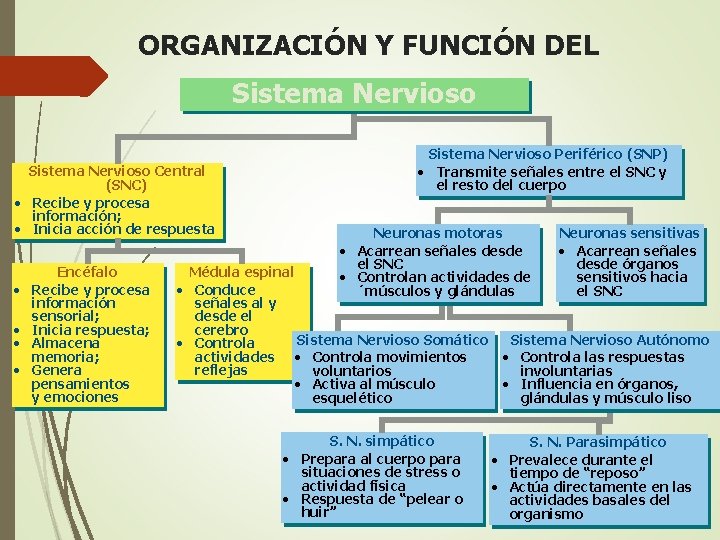ORGANIZACIÓN Y FUNCIÓN DEL Sistema Nervioso Central (SNC) • Recibe y procesa información; •
