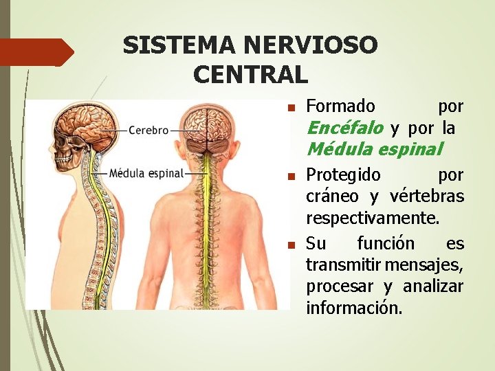 SISTEMA NERVIOSO CENTRAL n Formado por Encéfalo y por la Médula espinal n n