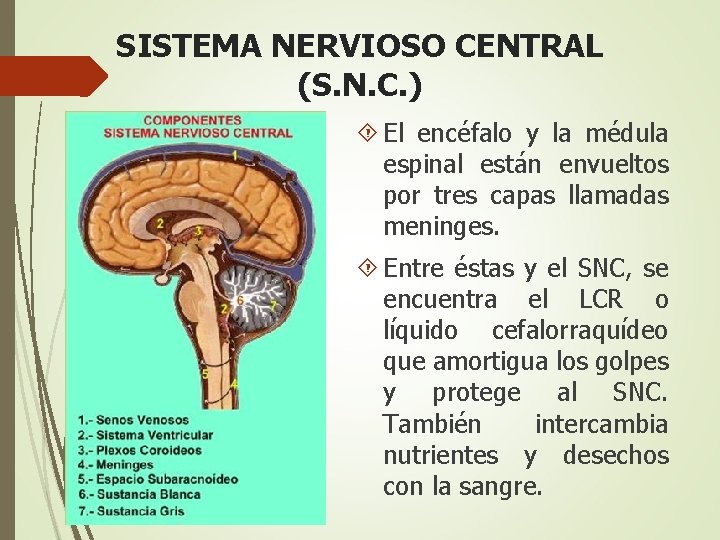 SISTEMA NERVIOSO CENTRAL (S. N. C. ) El encéfalo y la médula espinal están