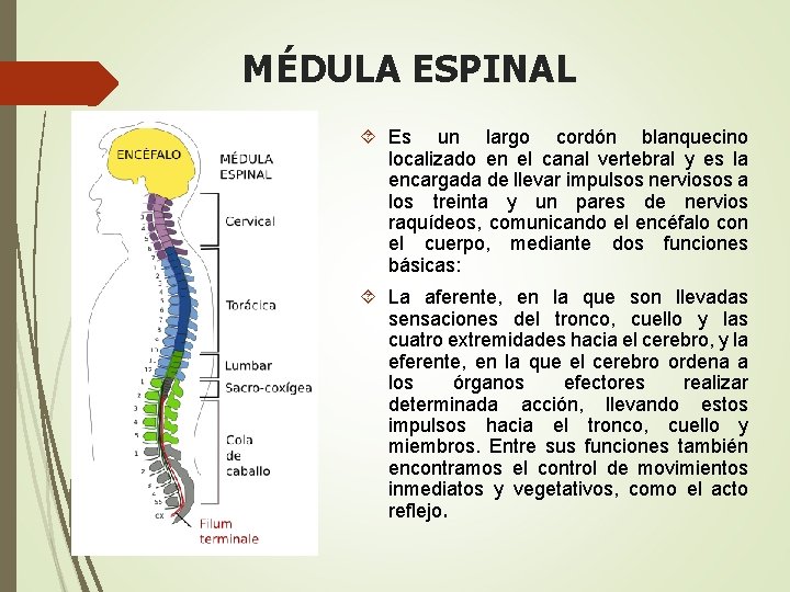 MÉDULA ESPINAL Es un largo cordón blanquecino localizado en el canal vertebral y es