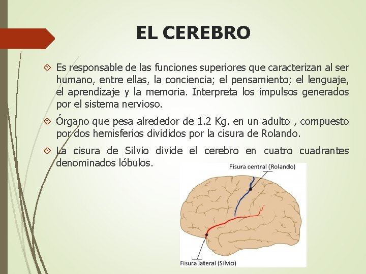 EL CEREBRO Es responsable de las funciones superiores que caracterizan al ser humano, entre