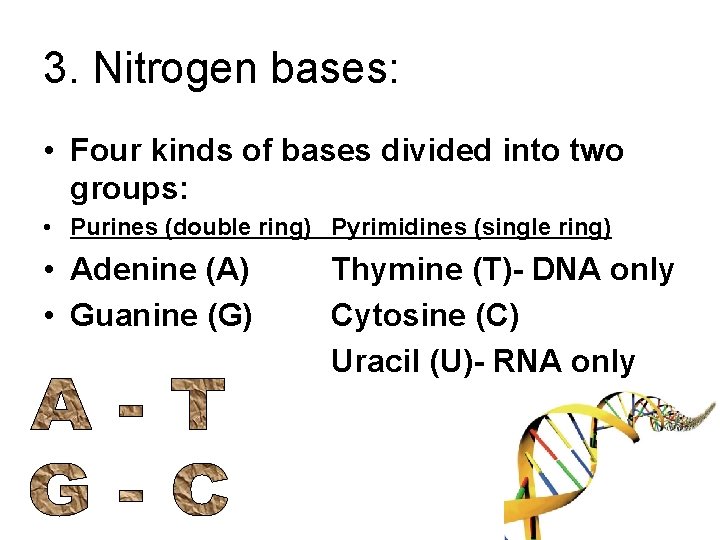 3. Nitrogen bases: • Four kinds of bases divided into two groups: • Purines