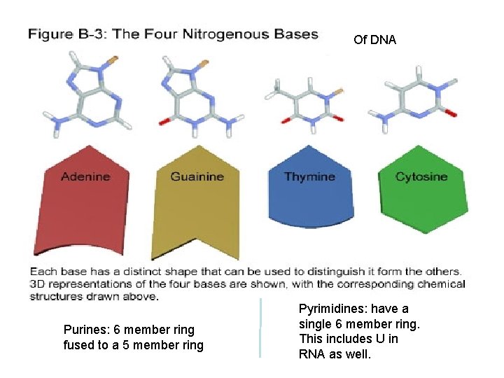 Of DNA Purines: 6 member ring fused to a 5 member ring Pyrimidines: have