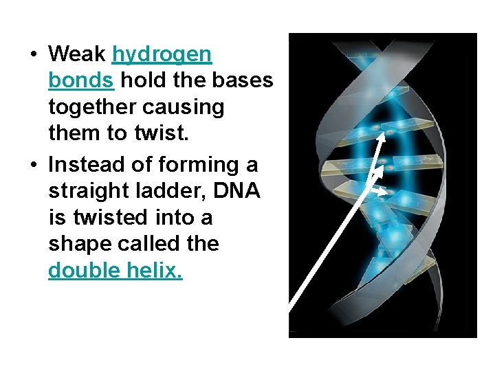  • Weak hydrogen bonds hold the bases together causing them to twist. •