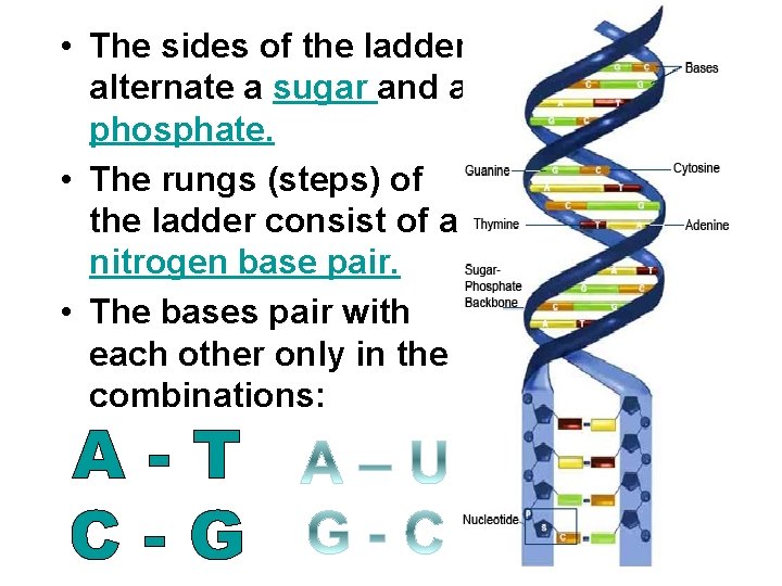 • The sides of the ladder alternate a sugar and a phosphate. •