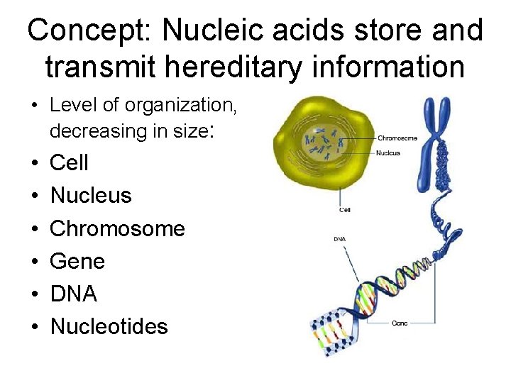 Concept: Nucleic acids store and transmit hereditary information • Level of organization, decreasing in
