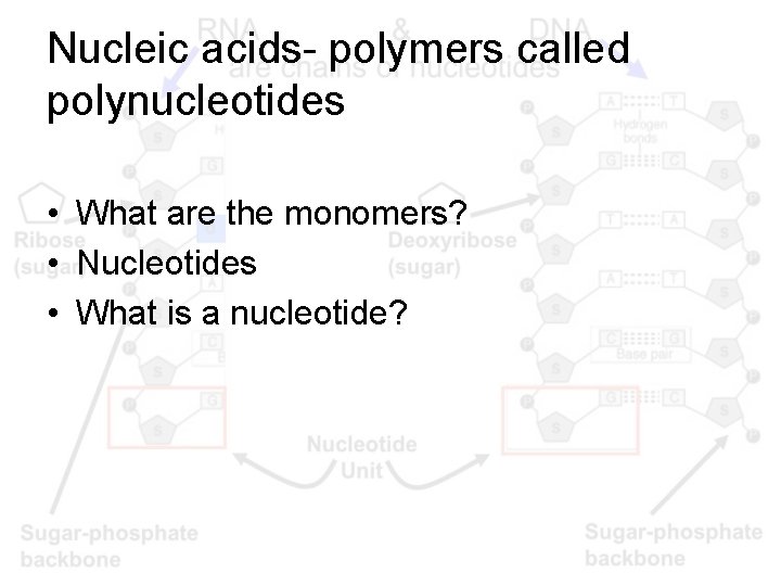 Nucleic acids- polymers called polynucleotides • What are the monomers? • Nucleotides • What