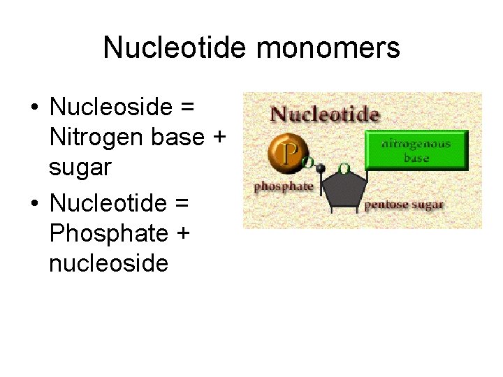 Nucleotide monomers • Nucleoside = Nitrogen base + sugar • Nucleotide = Phosphate +