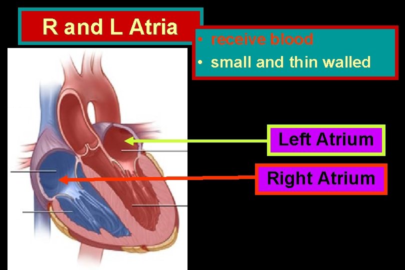 R and L Atria • receive blood • small and thin walled Left Atrium