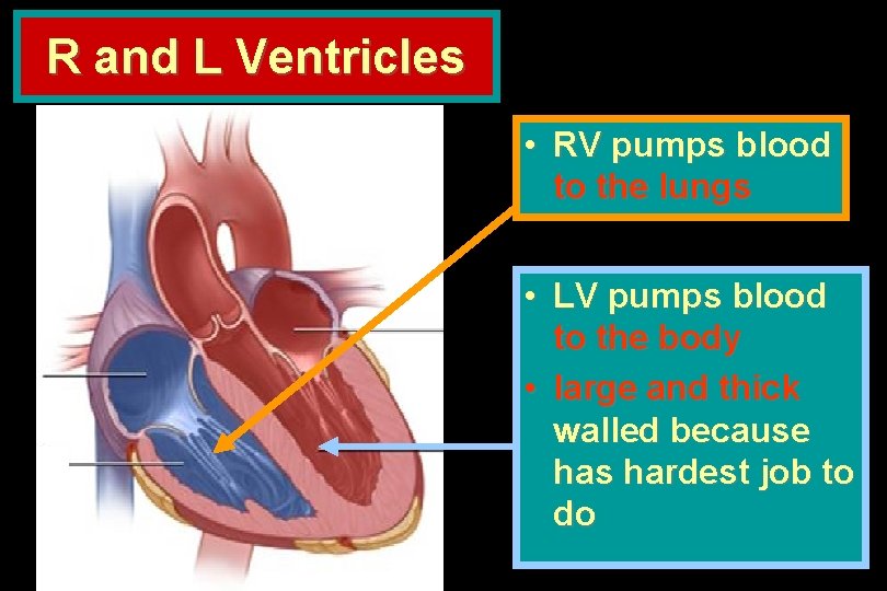 R and L Ventricles • RV pumps blood to the lungs • LV pumps