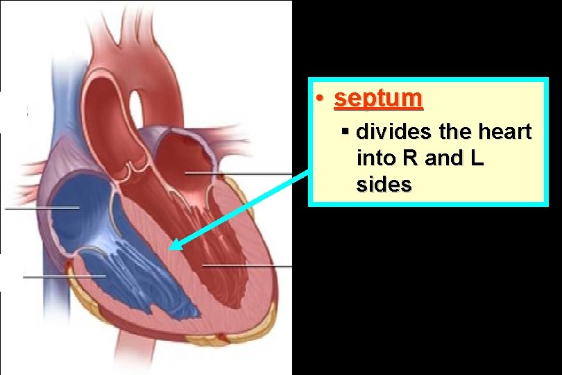  • septum § divides the heart into R and L sides 