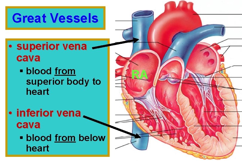 Great Vessels • superior vena cava § blood from superior body to heart •