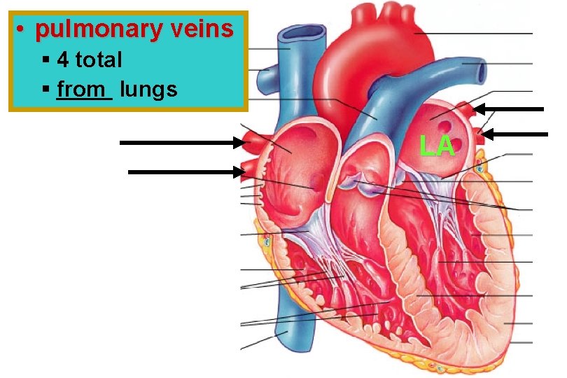  • pulmonary veins § 4 total § from lungs LA 