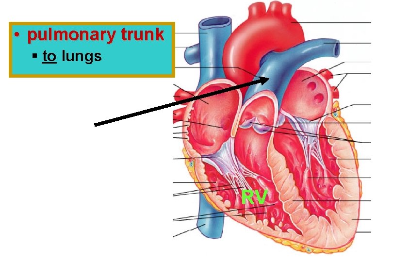  • pulmonary trunk § to lungs RV 