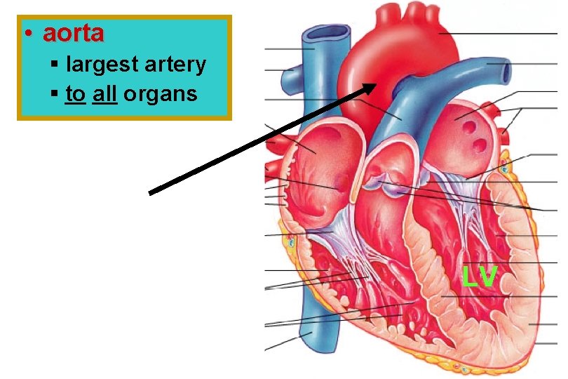  • aorta § largest artery § to all organs LV 