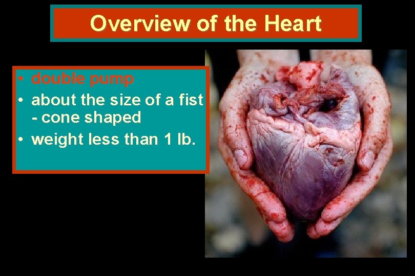 Overview of the Heart • double pump • about the size of a fist