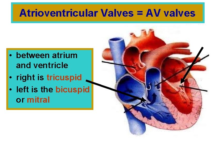 Atrioventricular Valves = AV valves • between atrium and ventricle • right is tricuspid