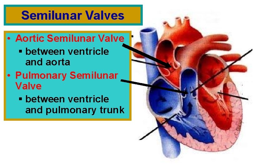 Semilunar Valves • Aortic Semilunar Valve § between ventricle and aorta • Pulmonary Semilunar
