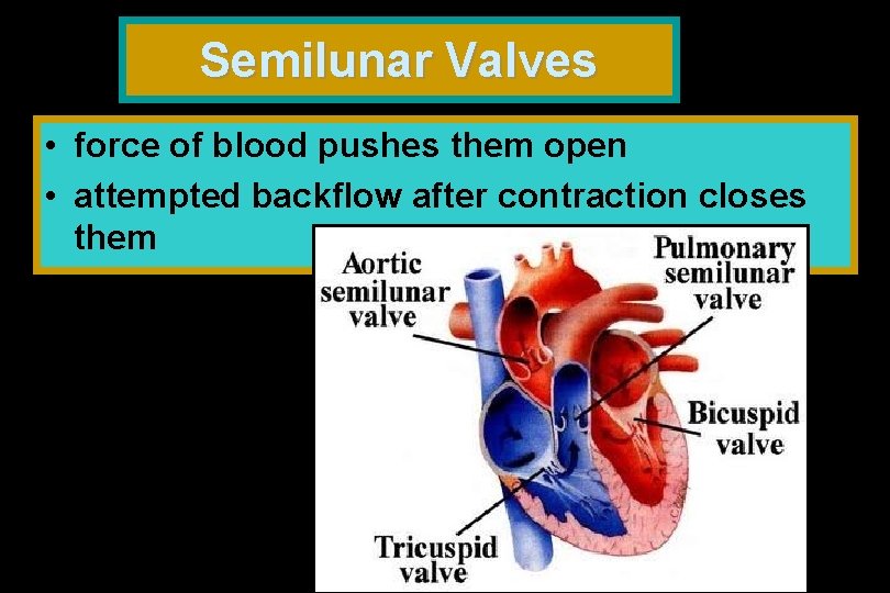 Semilunar Valves • force of blood pushes them open • attempted backflow after contraction
