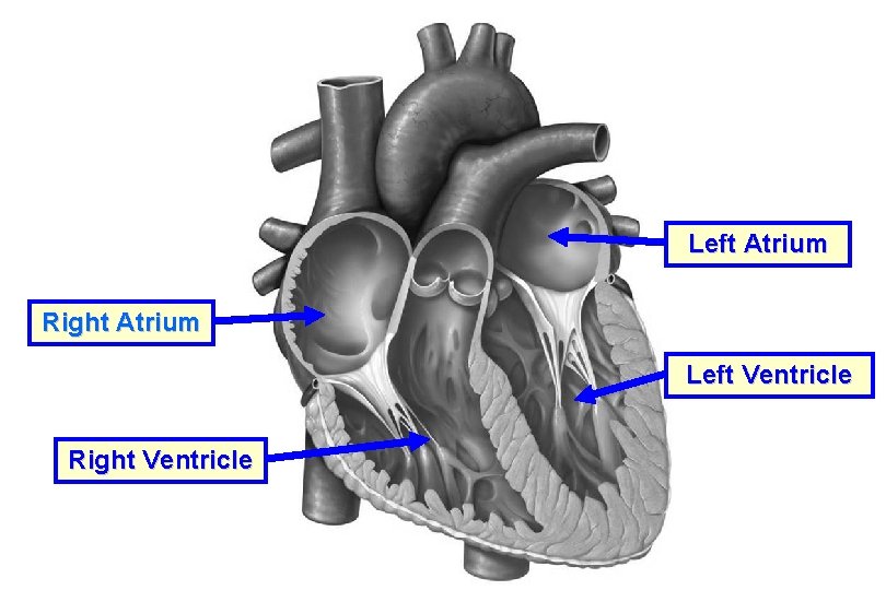 Left Atrium Right Atrium Left Ventricle Right Ventricle 