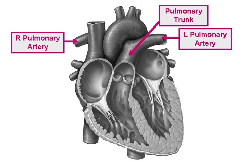 Pulmonary Trunk R Pulmonary Artery L Pulmonary Artery 
