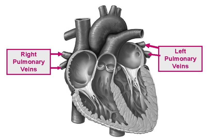 Right Pulmonary Veins Left Pulmonary Veins 