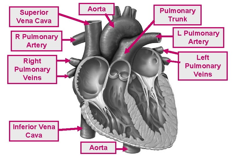 Superior Vena Cava Aorta Pulmonary Trunk L Pulmonary Artery R Pulmonary Artery Left Pulmonary