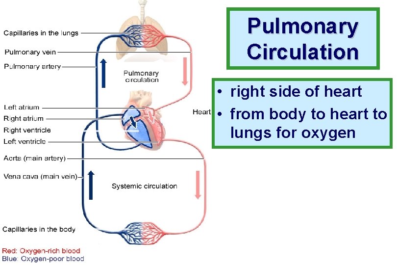 Pulmonary Circulation • right side of heart • from body to heart to lungs