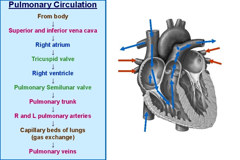 Pulmonary Circulation From body ↓ Superior and inferior vena cava ↓ Right atrium ↓