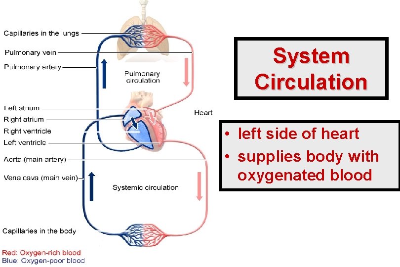 System Circulation • left side of heart • supplies body with oxygenated blood 