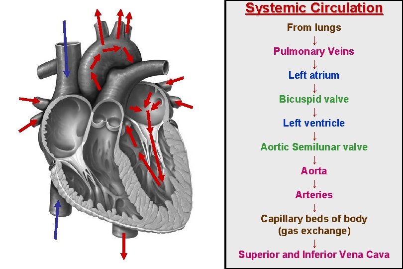 Systemic Circulation From lungs ↓ Pulmonary Veins ↓ Left atrium ↓ Bicuspid valve ↓