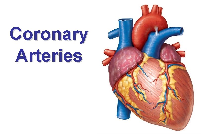 Coronary Arteries 