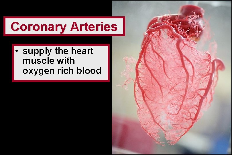 Coronary Arteries • supply the heart muscle with oxygen rich blood 