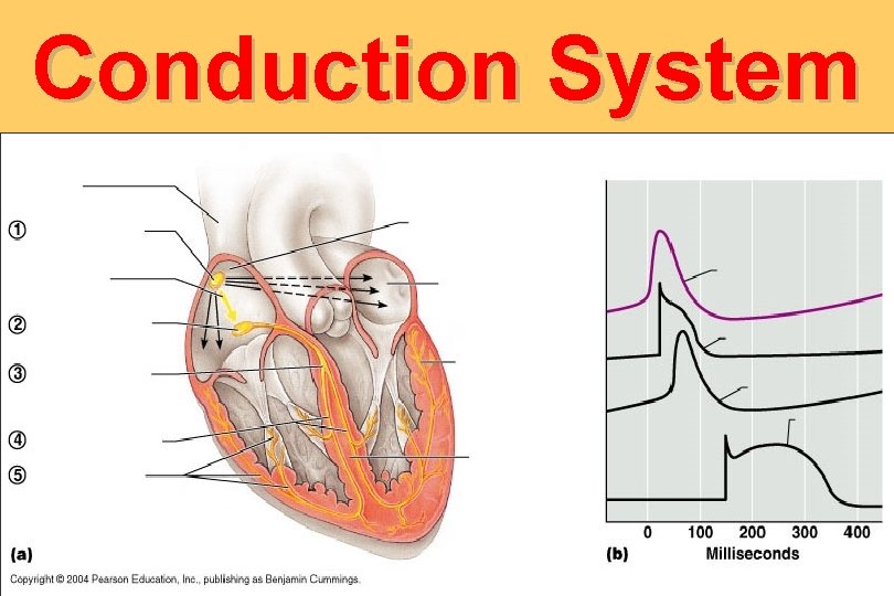 Conduction System 