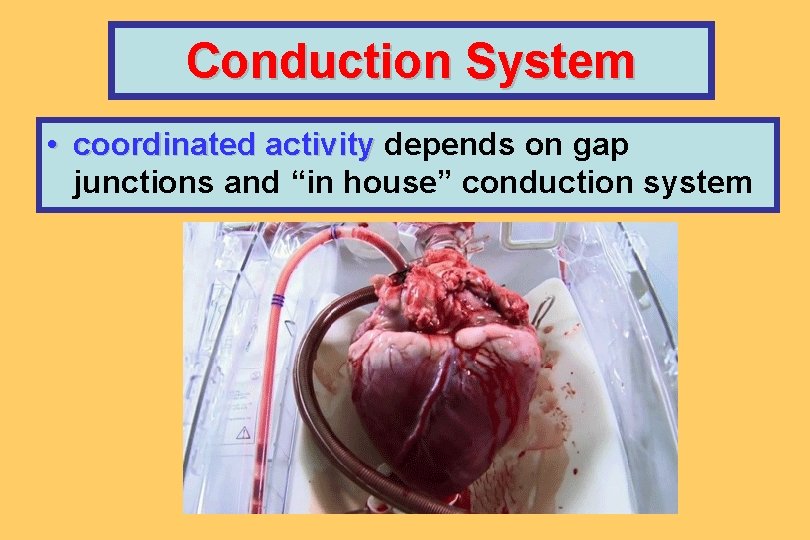 Conduction System • coordinated activity depends on gap junctions and “in house” conduction system