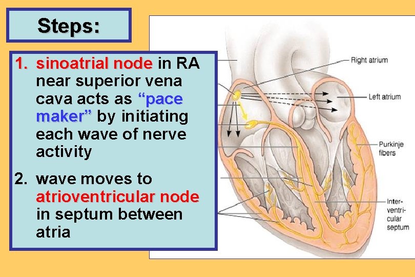Steps: 1. sinoatrial node in RA near superior vena cava acts as “pace maker”