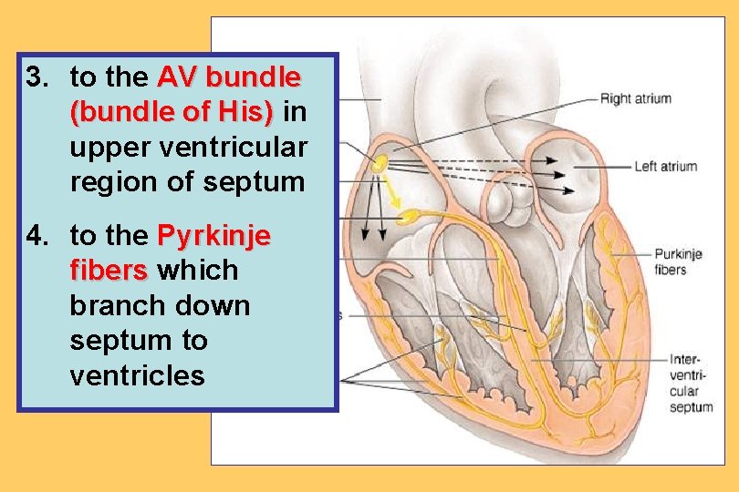 3. to the AV bundle (bundle of His) in upper ventricular region of septum