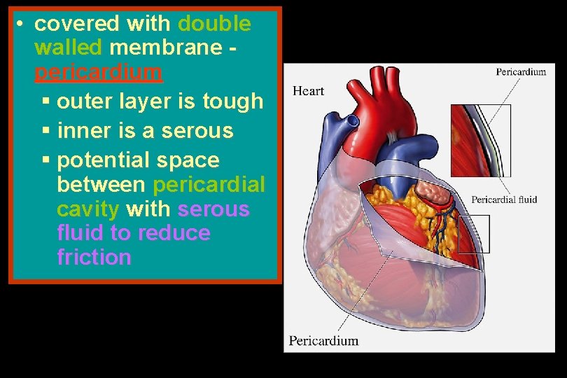  • covered with double walled membrane pericardium § outer layer is tough §