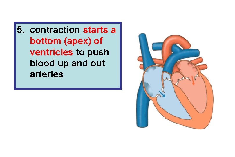 5. contraction starts a bottom (apex) of ventricles to push blood up and out